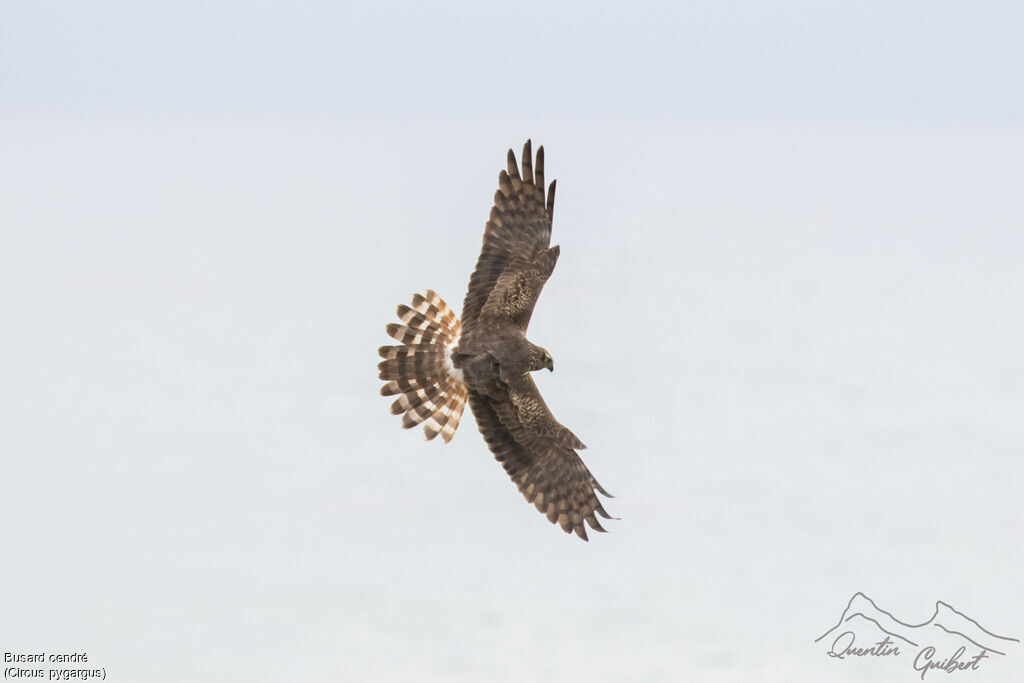 Montagu's Harrier