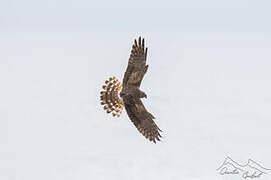 Montagu's Harrier