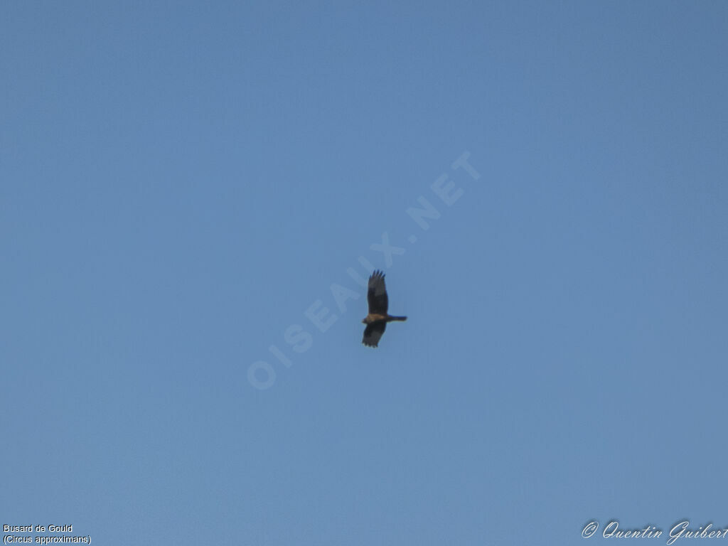 Swamp Harrierimmature, Flight