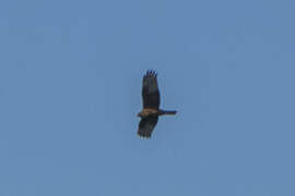 Swamp Harrier