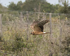 Pallid Harrier