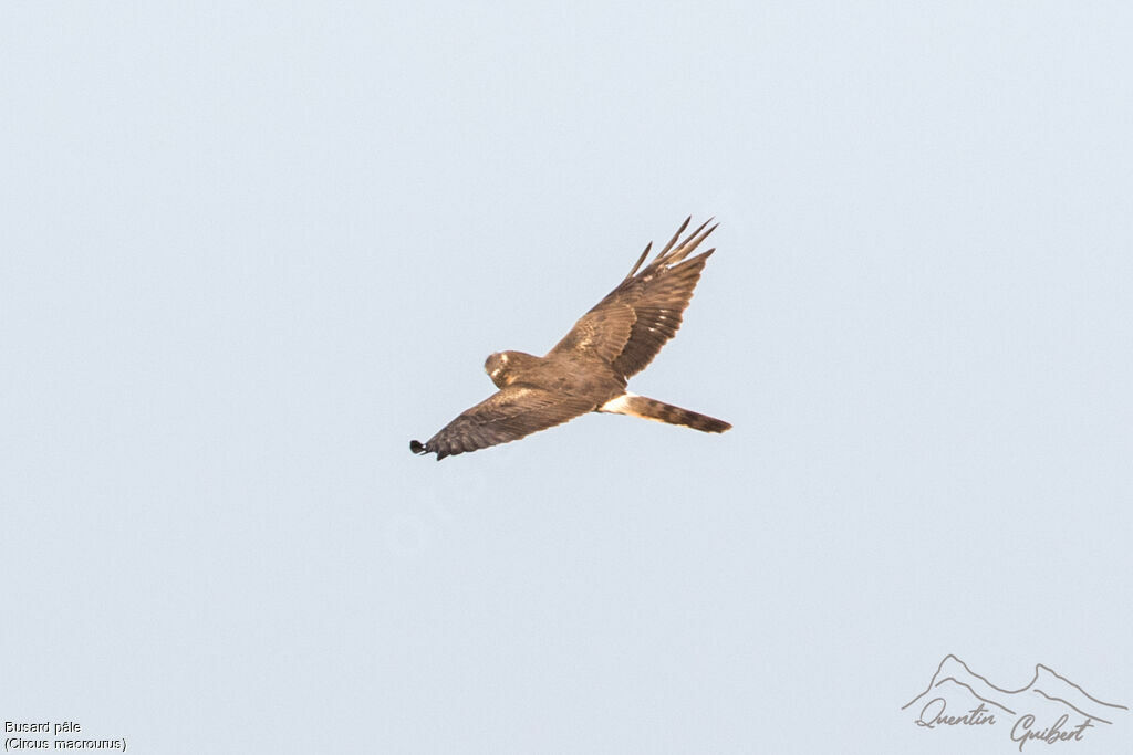 Pallid Harrier