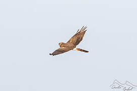 Pallid Harrier