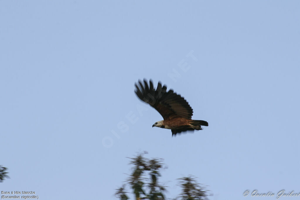 Black-collared Hawkadult, Flight