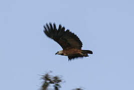 Black-collared Hawk