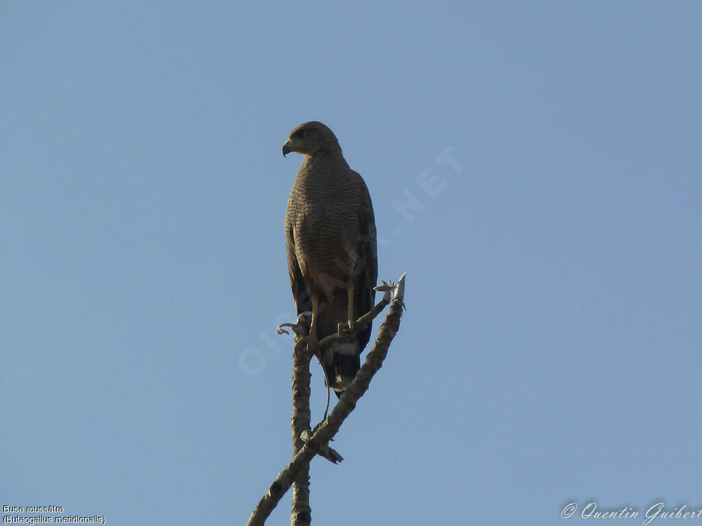 Buse roussâtreadulte, identification