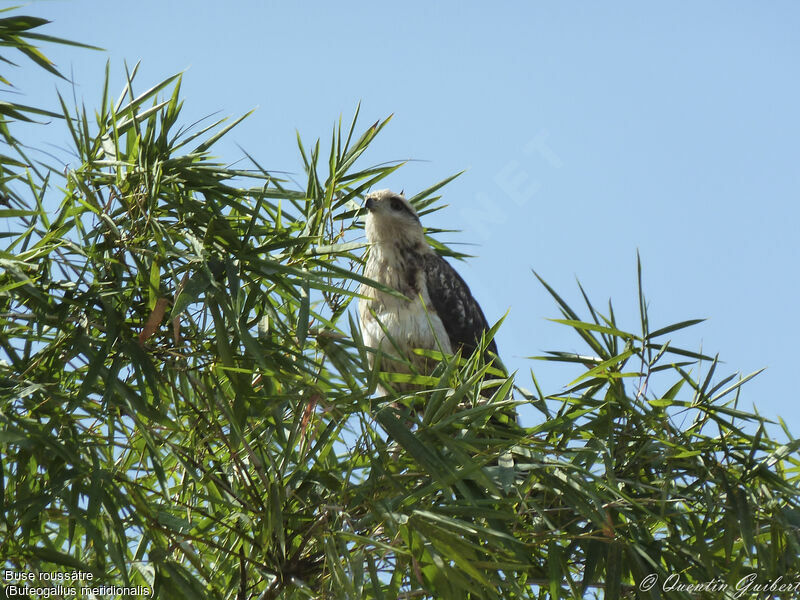 Savanna Hawkjuvenile, identification