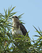 Savanna Hawk