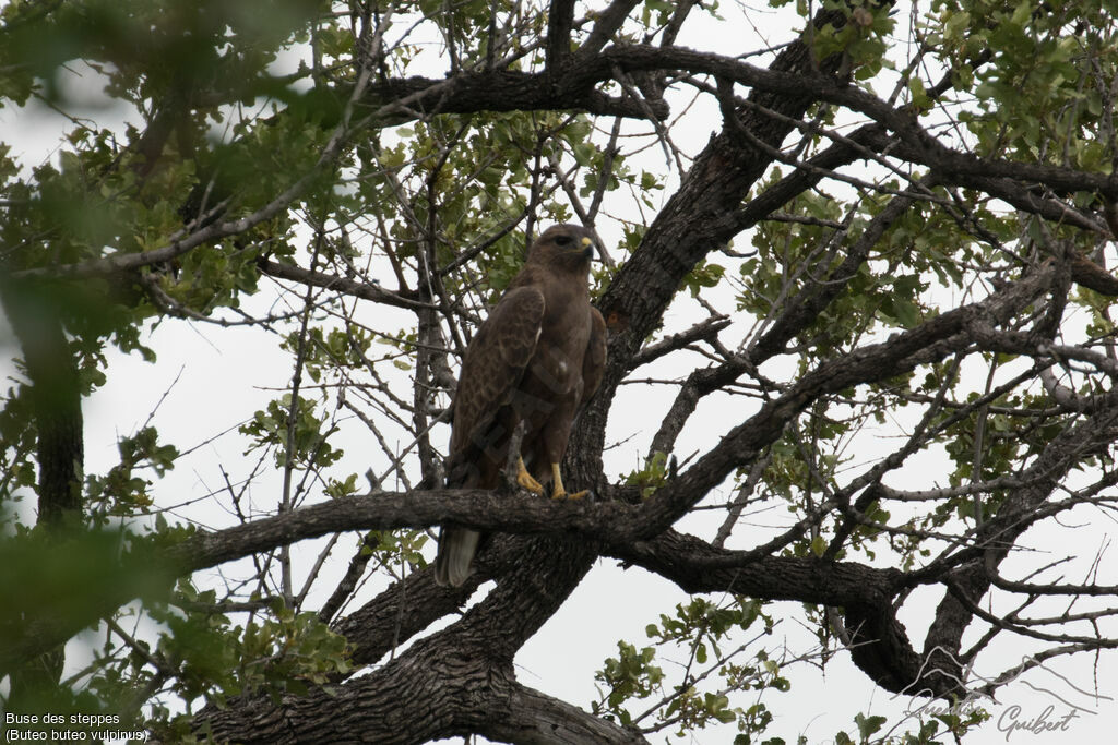 Common Buzzard