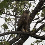 Common Buzzard