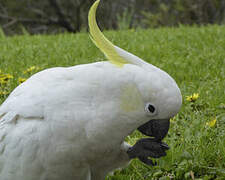 Sulphur-crested Cockatoo