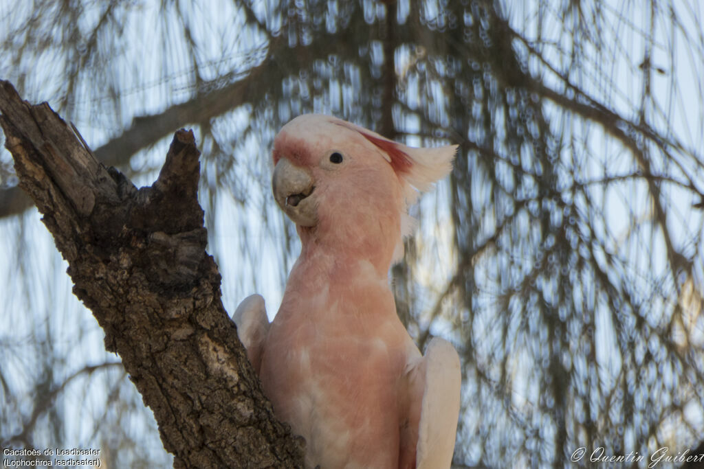 Major Mitchell's Cockatoo