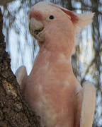 Pink Cockatoo