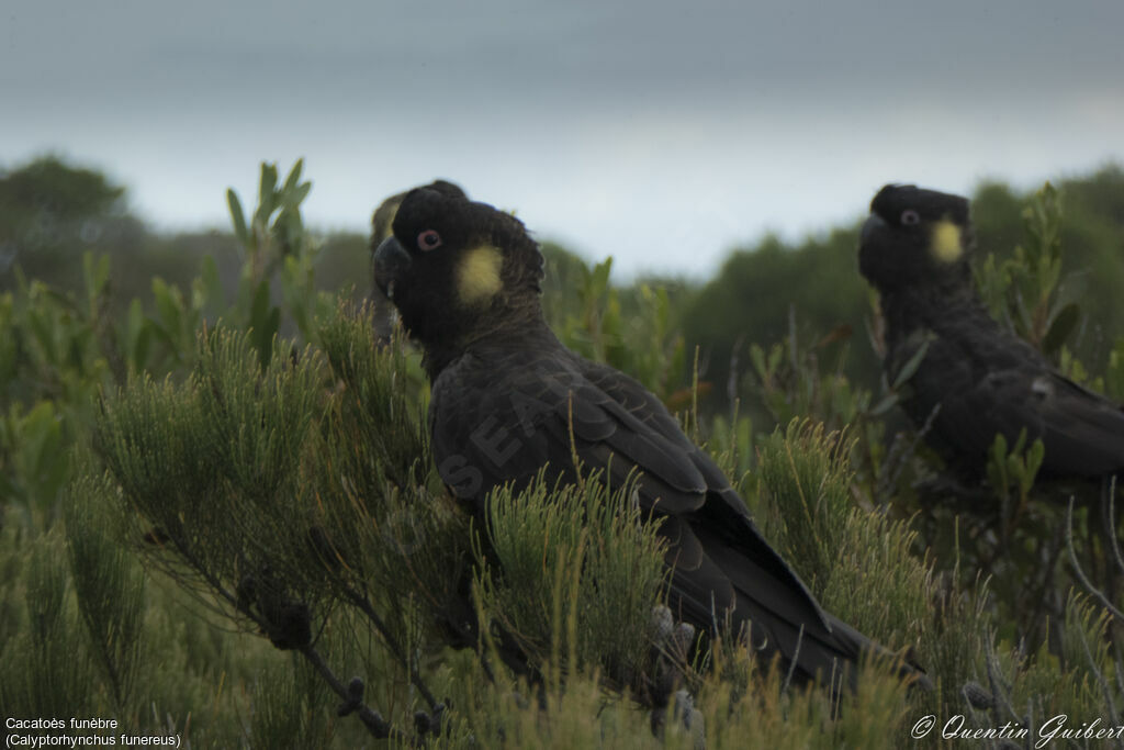 Yellow-tailed Black Cockatooadult