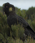 Yellow-tailed Black Cockatoo