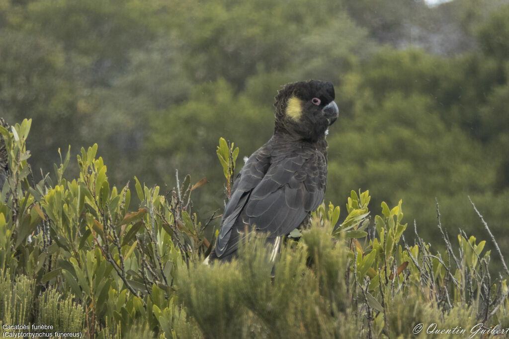 Yellow-tailed Black Cockatoo, identification, close-up portrait, pigmentation