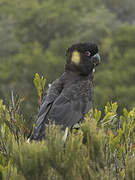 Yellow-tailed Black Cockatoo