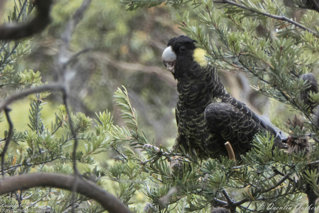 Yellow-tailed Black Cockatoo, identification, pigmentation