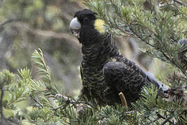 Yellow-tailed Black Cockatoo