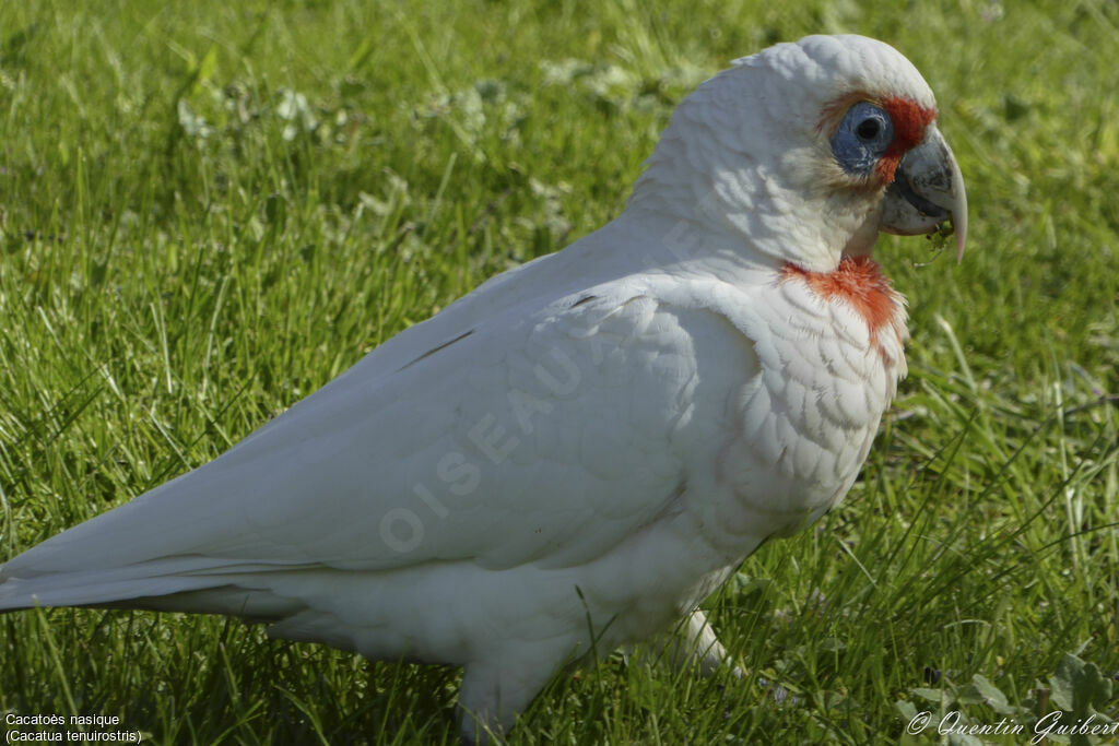 Cacatoès nasique, identification, portrait, marche, mange