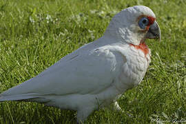 Long-billed Corella