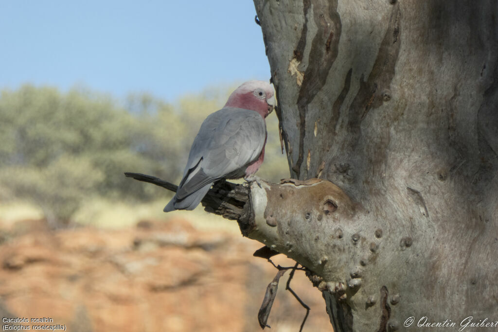 Galah, identification