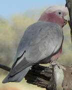 Galah