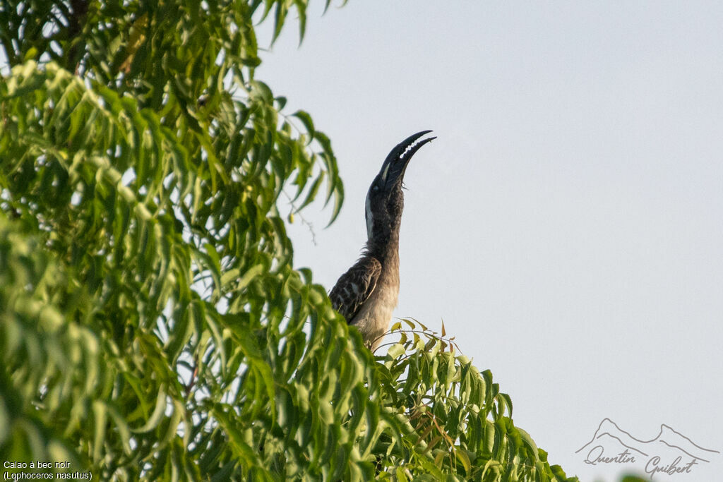 African Grey Hornbill