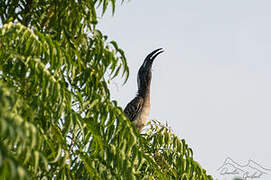 African Grey Hornbill