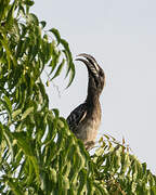 African Grey Hornbill