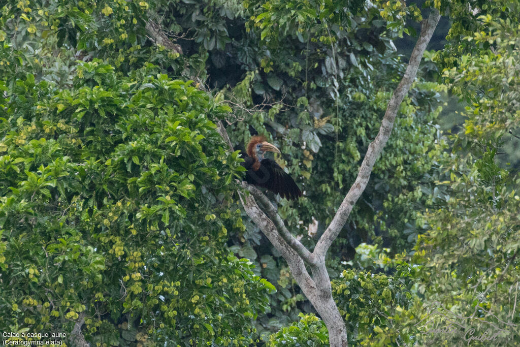 Yellow-casqued Hornbill