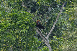 Yellow-casqued Hornbill