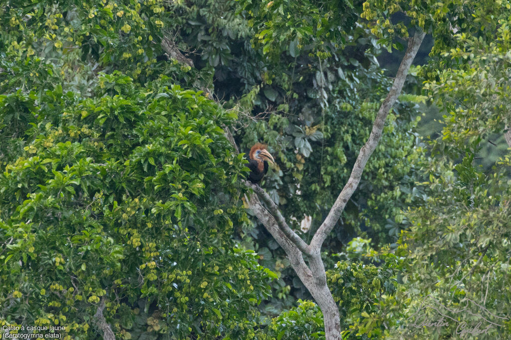 Yellow-casqued Hornbill