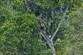 Yellow-casqued Hornbill