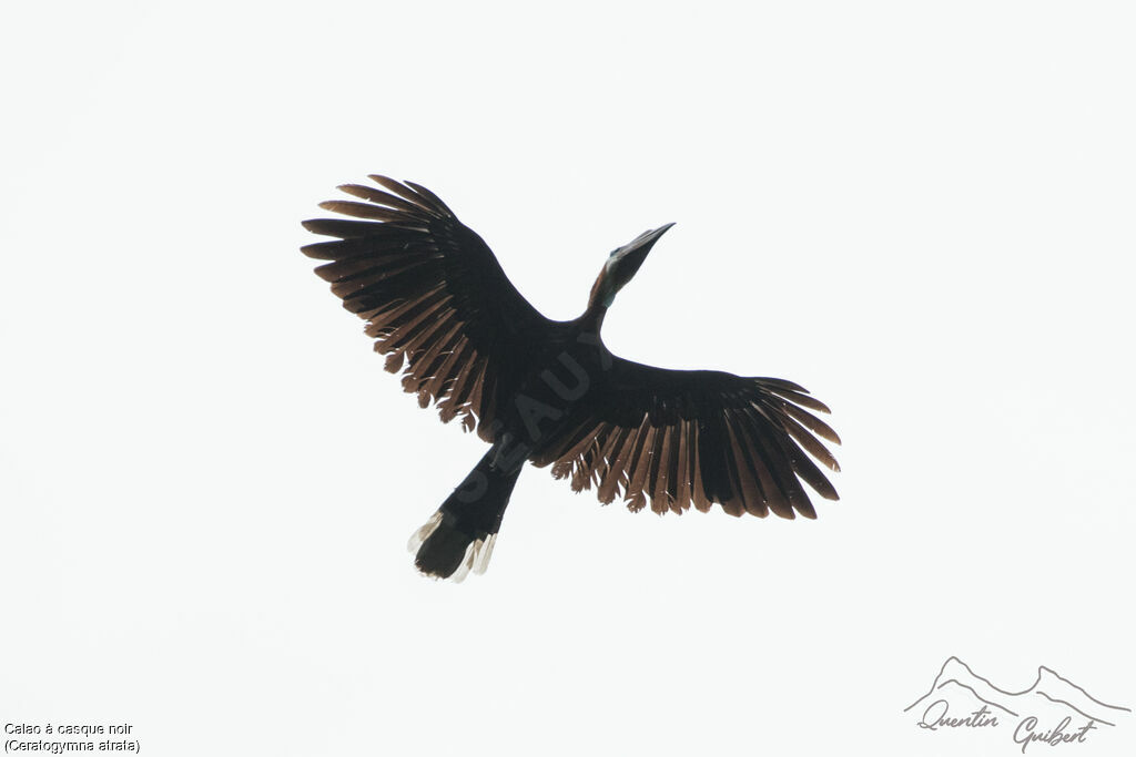 Black-casqued Hornbill