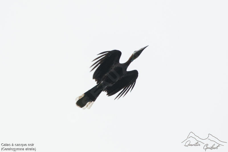 Black-casqued Hornbill, Flight