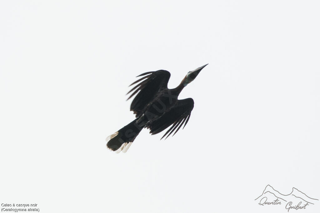 Black-casqued Hornbill, Flight