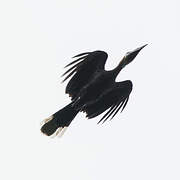 Black-casqued Hornbill