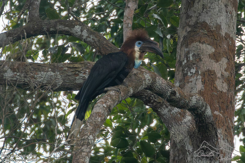 Black-casqued Hornbill female adult, identification