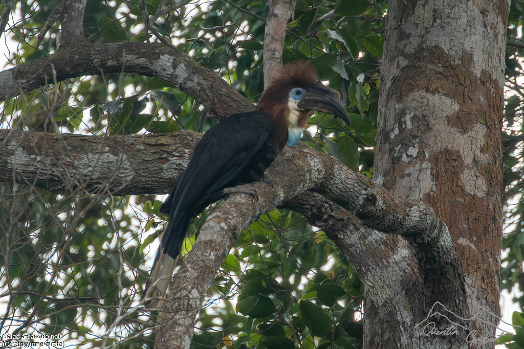 Black-casqued Hornbill female adult, identification