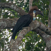 Black-casqued Hornbill