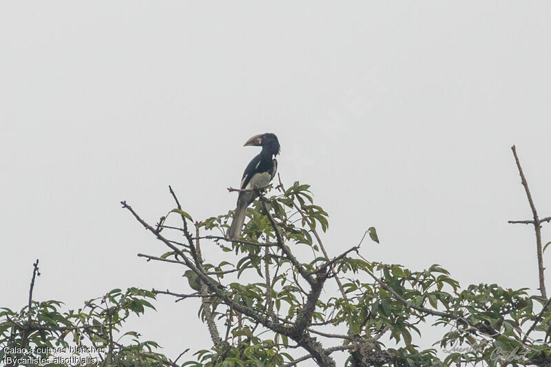 White-thighed Hornbill, identification