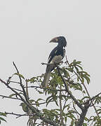 White-thighed Hornbill