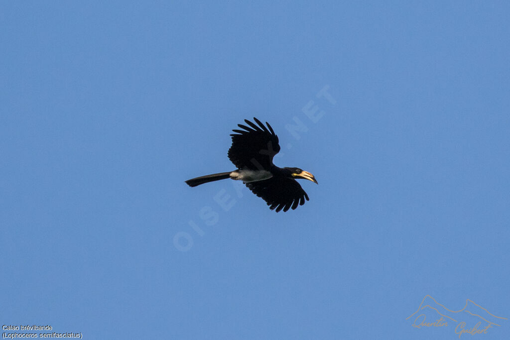 West African Pied Hornbill