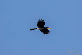 West African Pied Hornbill