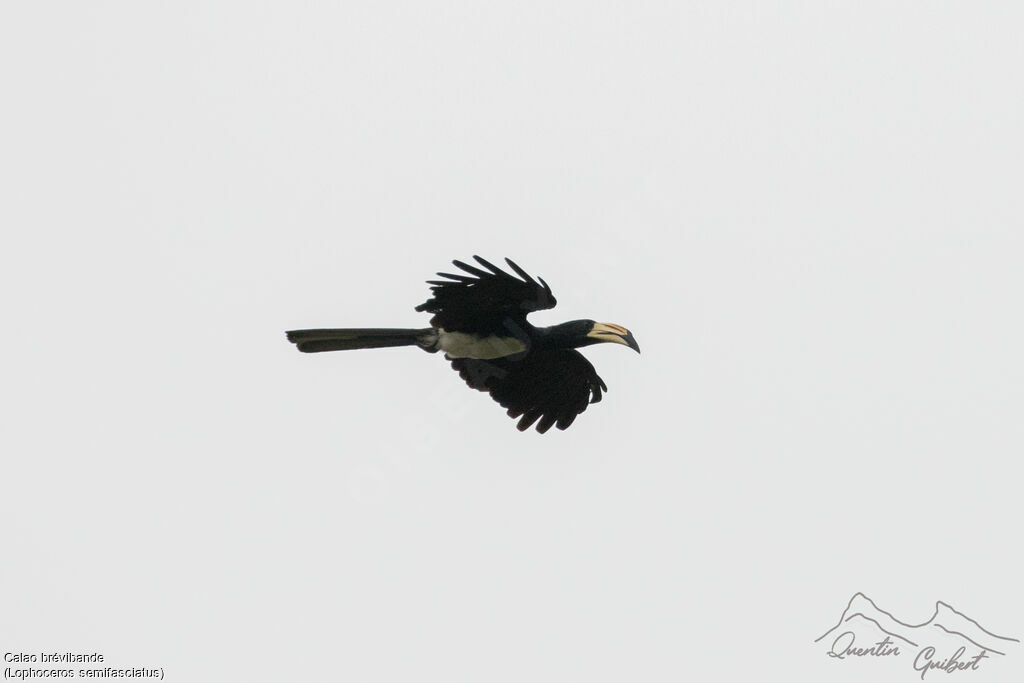 West African Pied Hornbill