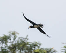 West African Pied Hornbill