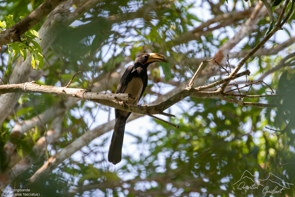 Congo Pied Hornbill