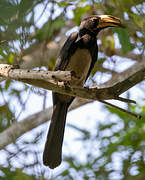 Congo Pied Hornbill