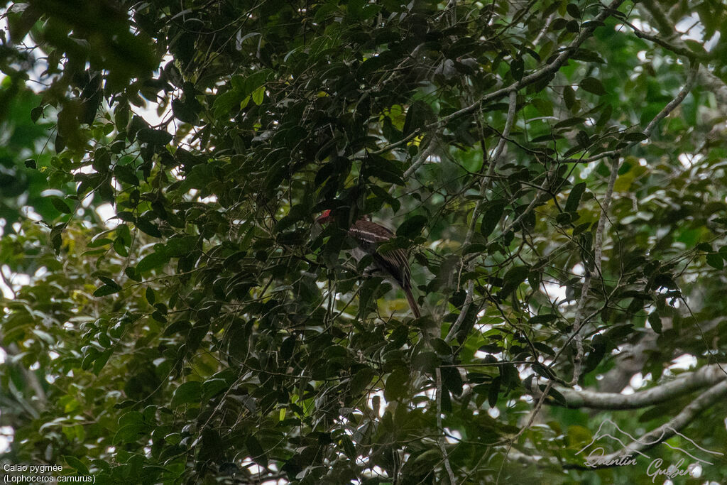 Red-billed Dwarf Hornbill